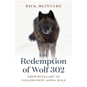 The Redemption of Wolf 302: From Renegade to Yellowstone Alpha Male