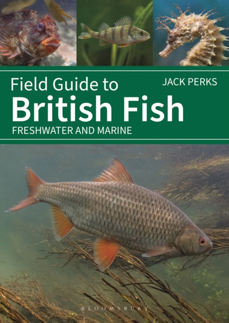 Field Guide to British Fish: Freshwater and Marine