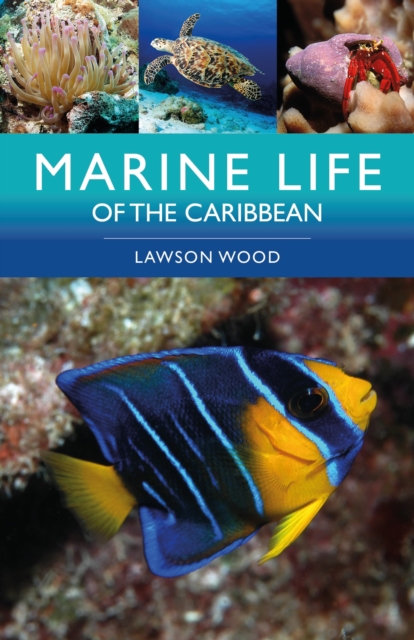Marine Life of the Caribbean