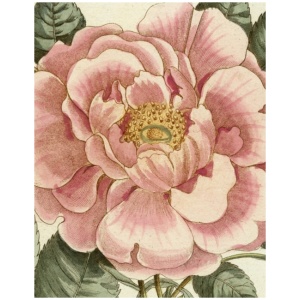 John Derian Picture Book II