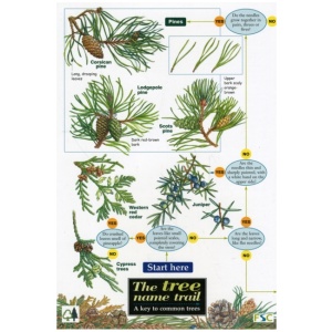 Tree Name Trail: A Key to Common Trees