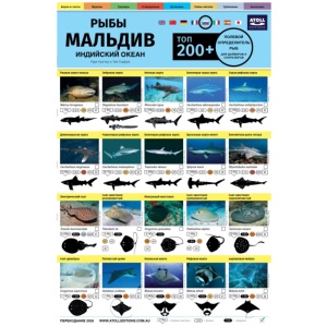 Polevoy Opredelitel Ryb: Top 200+ (Russian)